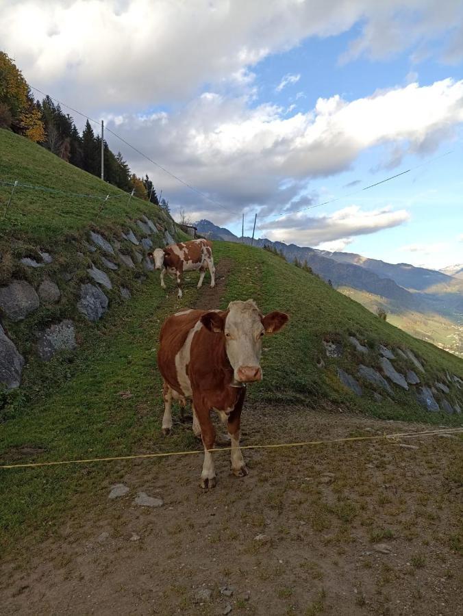 Ortnerhof Apartment Ahrntal ภายนอก รูปภาพ